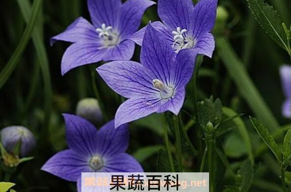 桔梗花花语 桔梗花怎么养 桔梗花的养殖方法