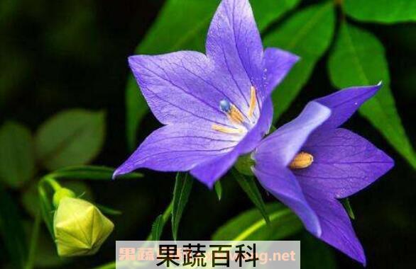 桔梗花花语 桔梗花怎么养 桔梗花的养殖方法
