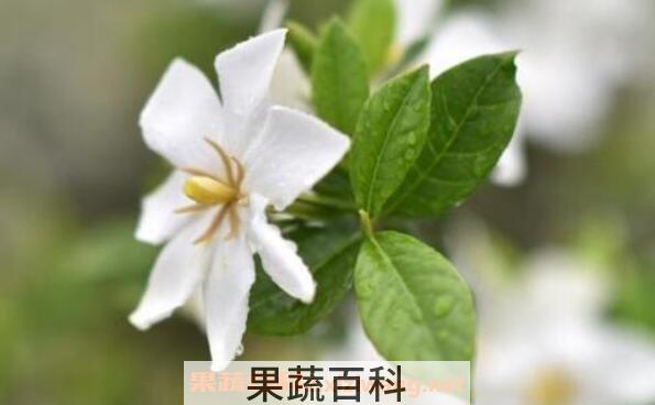 栀子花香水怎么做 栀子花香水的功效与作用