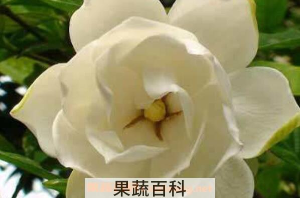 栀子花香水的功效与作用