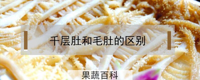 千层肚和毛肚的区别