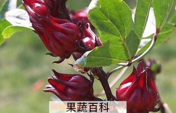 洛神花的功效与作用有哪些