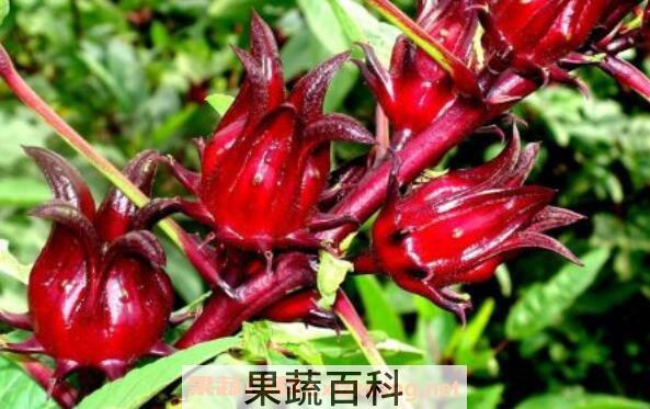 洛神花的功效与作用有哪些