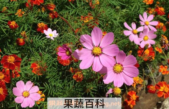 太阳花怎么养 太阳花的养殖方法和注意事项