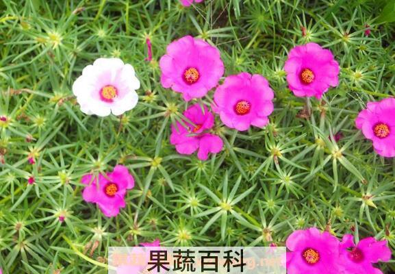 太阳花怎么养 太阳花的养殖方法和注意事项