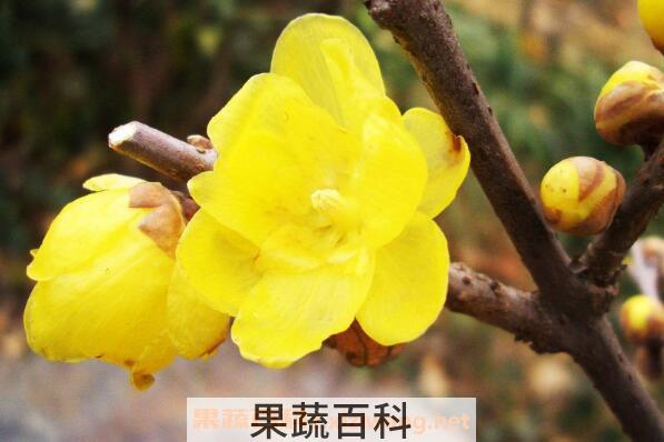 腊梅花怎么养殖 盆栽腊梅花的养殖方法 腊梅盆栽用什么土