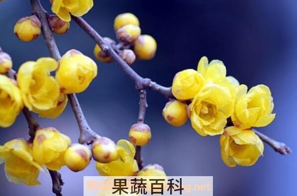 腊梅花怎么养殖 盆栽腊梅花的养殖方法 腊梅盆栽用什么土