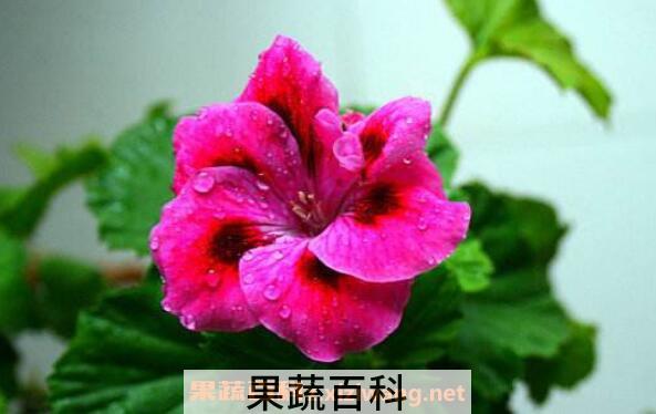 蝴蝶梅为什么不开花 蝴蝶梅花怎样才能开花