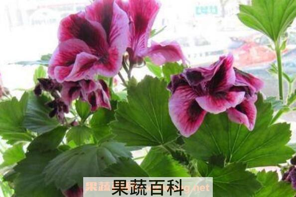 蝴蝶梅为什么不开花 蝴蝶梅花怎样才能开花