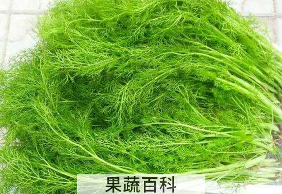 茴香菜不能和什么一起吃 什么人不适合吃茴香菜