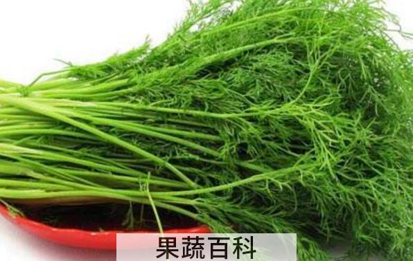 茴香菜不能和什么一起吃 什么人不适合吃茴香菜