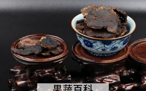 首乌茶怎么泡 首乌茶的正确冲泡方法