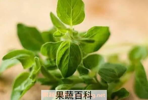 牛至精油的功效与用法
