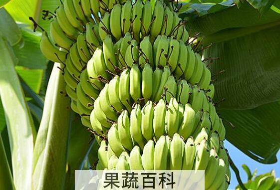 青香蕉催熟最快方法
