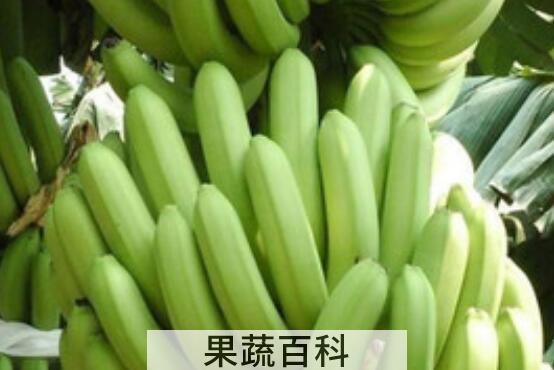 青香蕉催熟最快方法