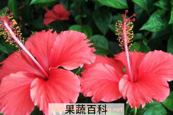  扶桑花怎么养殖 扶桑花的养殖方法和注意事项