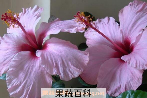  扶桑花怎么养殖 扶桑花的养殖方法和注意事项