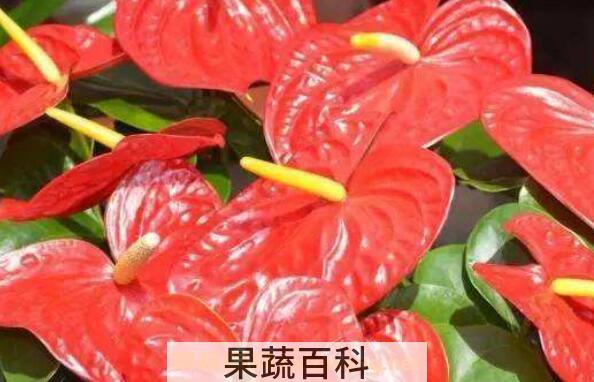 火鹤都开花吗 火鹤花不开花怎么回事