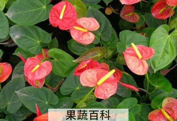 火鹤都开花吗 火鹤花不开花怎么回事