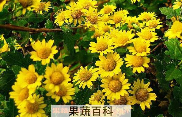 野菊精油的功效与作用