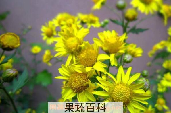 野菊精油的功效与作用