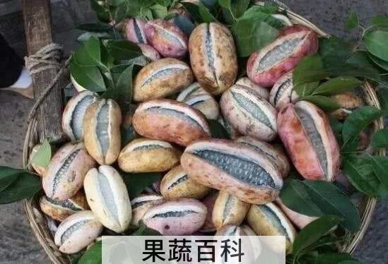 野蕉和香蕉有什么区别 吃野蕉的好处