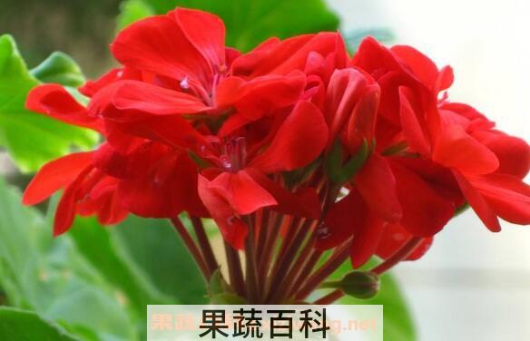 天竺葵怎么养 天竺葵的养殖方法