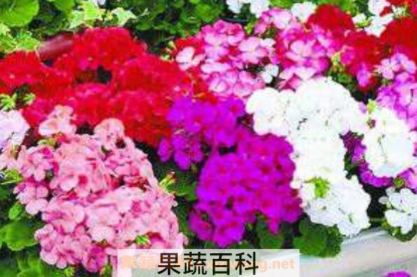 天竺葵怎么养 天竺葵的养殖方法