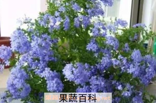 蓝雪花的养殖方法 养殖蓝雪花的注意事项