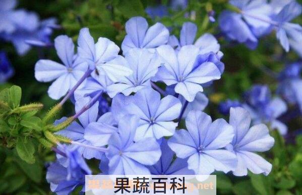 蓝雪花的养殖方法 养殖蓝雪花的注意事项