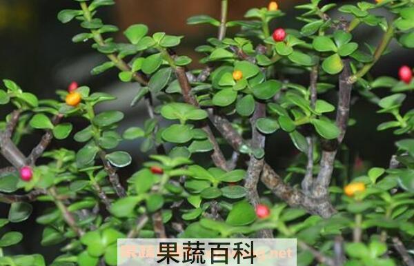 金枝玉叶怎么养 养殖金枝玉叶的注意事项