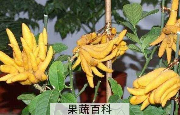 佛手柑油功效与作用