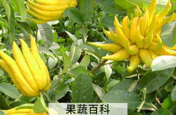 佛手柑油功效与作用
