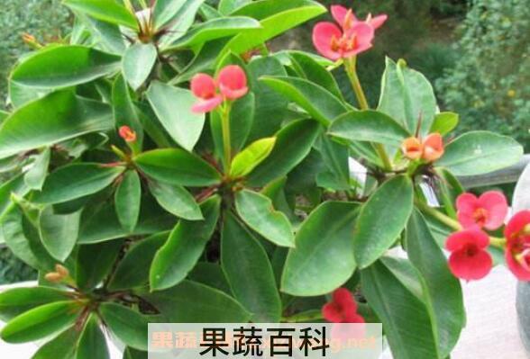 刺梅怎么养殖 刺梅的养殖方法和注意事项