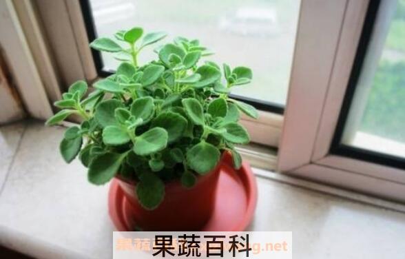 碰碰香怎么养 碰碰香的养殖方法和注意事项
