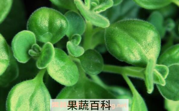 碰碰香怎么养 碰碰香的养殖方法和注意事项
