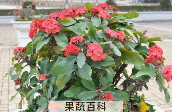 刺梅怎么扦插 刺梅的修剪方法