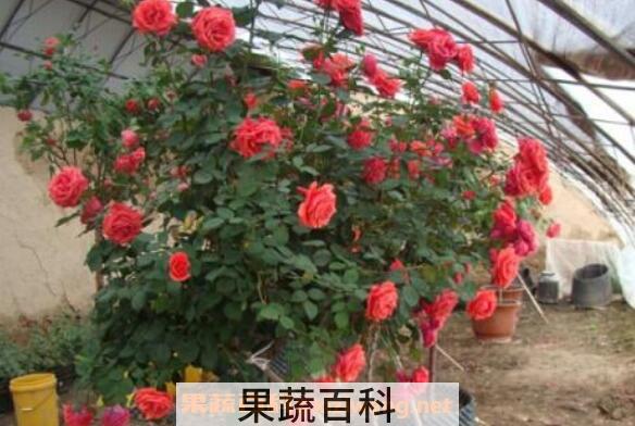 刺梅怎么扦插 刺梅的修剪方法