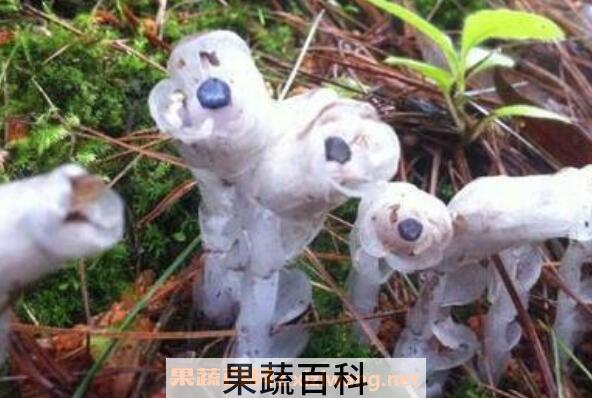水晶兰花语和图片 水晶兰的药用价值