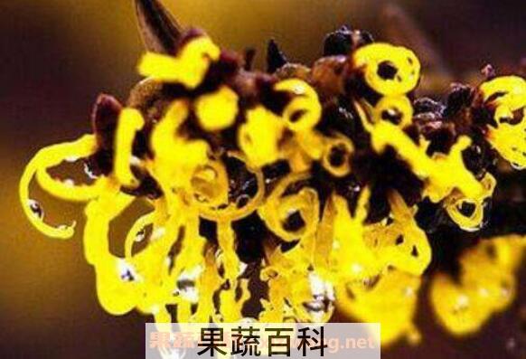 金缕梅的功效与作用 金缕梅对皮肤的作用