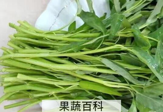 通心菜的功效与作用 通心菜的副作用