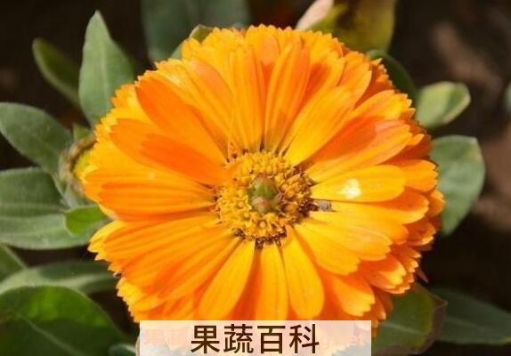 金盏花的功效与作用 金盏花的副作用