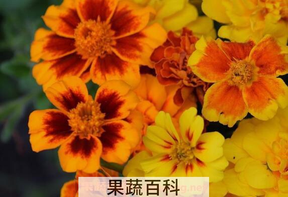 金盏花的功效与作用 金盏花的副作用