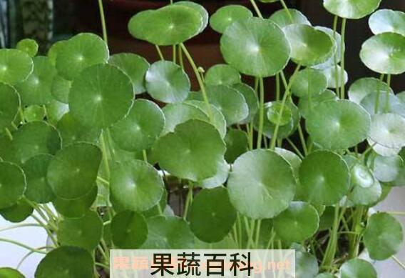 金钱草怎么养殖 金钱草的养殖方法和注意事项