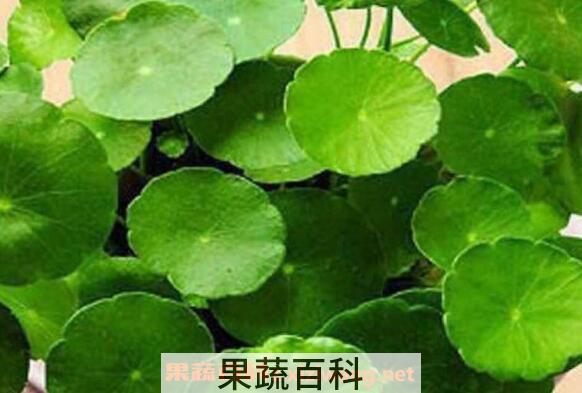 金钱草怎么养殖 金钱草的养殖方法和注意事项