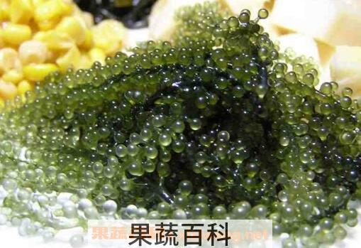 海葡萄怎么吃 海葡萄的食用方法