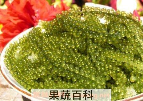 海葡萄怎么吃 海葡萄的食用方法