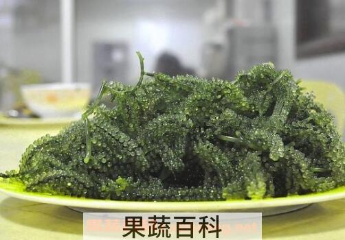海葡萄的功效与作用