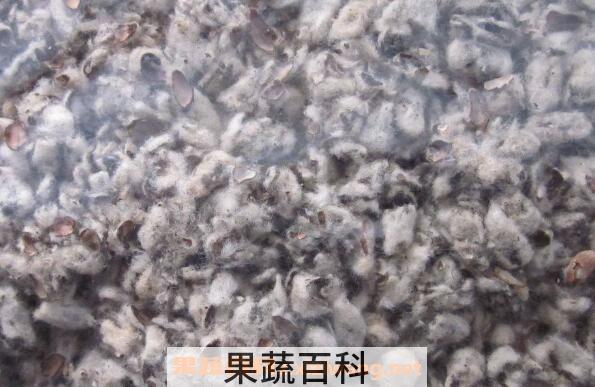 棉籽壳的功效与作用 棉籽壳的副作用