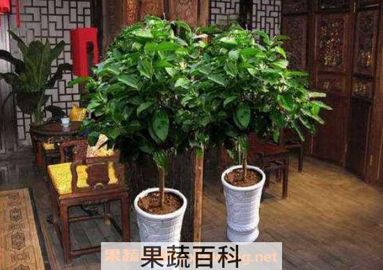 平安树怎么养殖 平安树的养殖方法和注意事项